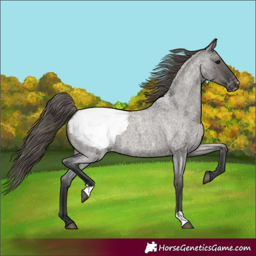 Horse Color:Grullo Roan Appaloosa 