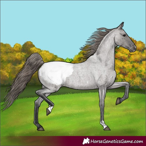 Horse Color:Grullo Roan Snowcap 