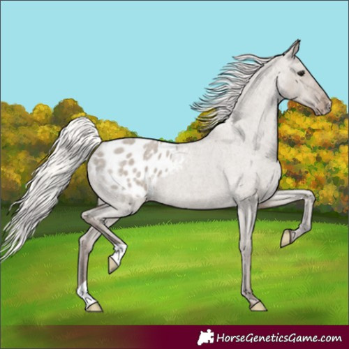 Horse Color:Silver Grullo Roan Appaloosa 