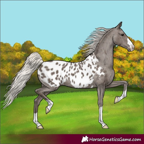 Horse Color:Silver Black Appaloosa 