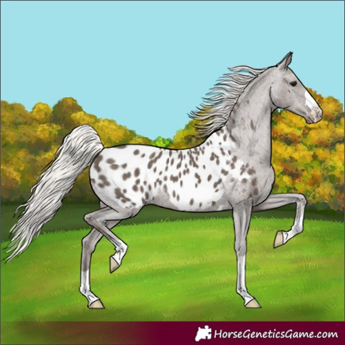 Horse Color:Silver Black Near Leopard 