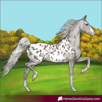 Horse Color:Silver Black Near Leopard