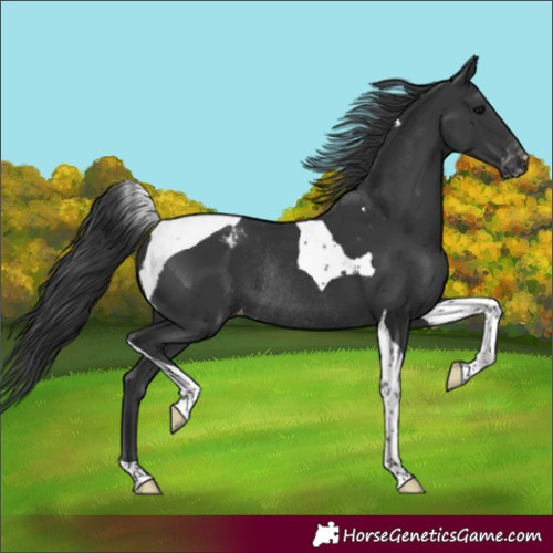 Horse Color:Black Tobiano Varnish Rabicano 