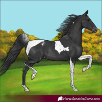 Horse Color:Black Tobiano Varnish Rabicano 
