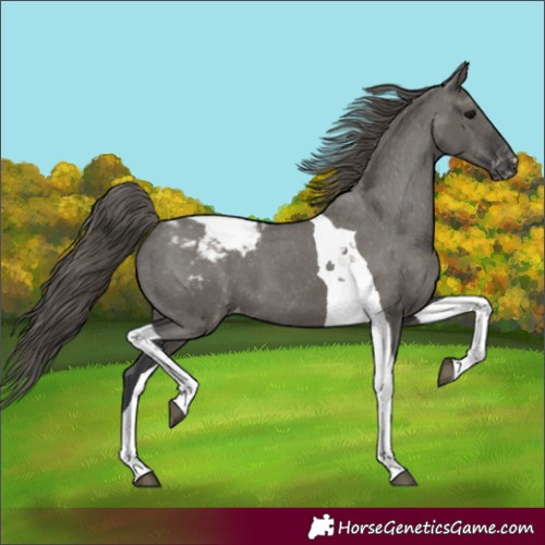 Horse Color:Grullo Tobiano Appaloosa 