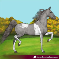 Horse Color:Grullo Tobiano Varnish
