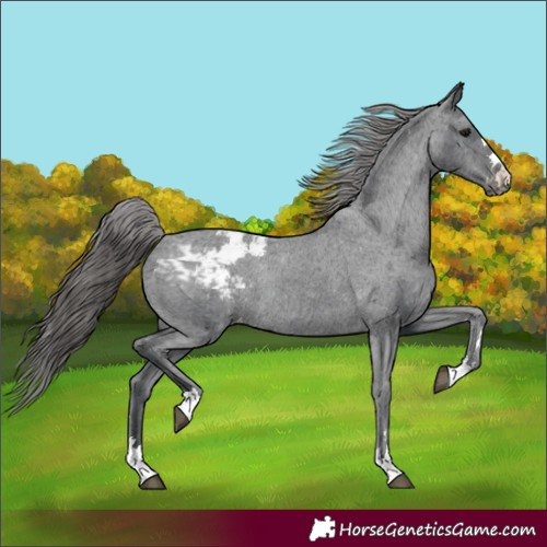 Horse Color:Black Snowcap Rabicano 