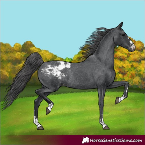 Horse Color:Black Appaloosa Rabicano 