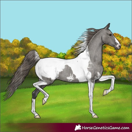 Horse Color:Grullo Tobiano Appaloosa Rabicano 