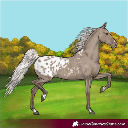 Horse Color:Silver Grullo Blanket 