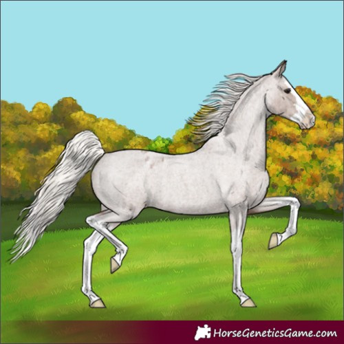 Horse Color:Silver Blue Roan Splash Varnish 
