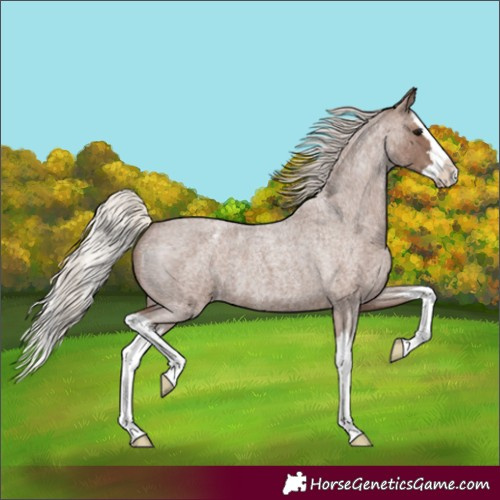 Horse Color:Silver Blue Roan Splash Appaloosa 