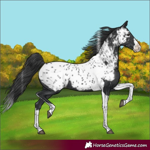 Horse Color:Black Splash Tobiano Near Leopard 