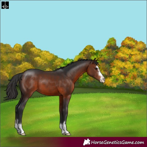 Horse Color:Brown 