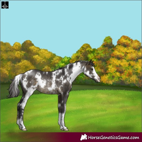 Horse Color:White Spotted Buckskin Rabicano 