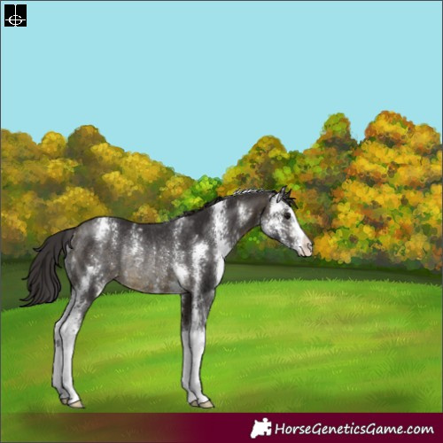 Horse Color:Buckskin Sabino Rabicano