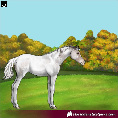 Horse Color:White Spotted Silver Brown Tobiano Appaloosa Rabicano 
