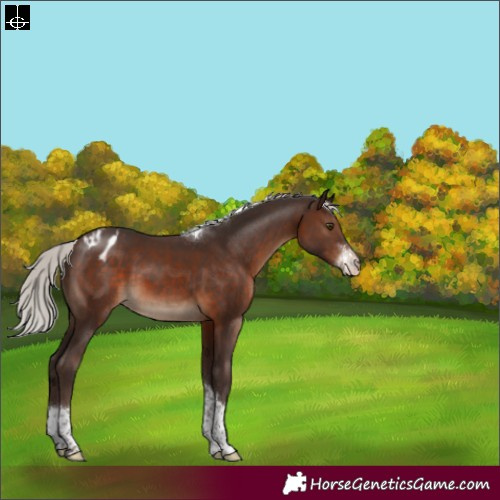 Horse Color:Silver Brown Sabino Tobiano Appaloosa Rabicano 
