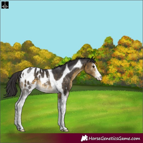 Horse Color:Buckskin Sabino Tobiano Appaloosa Rabicano 