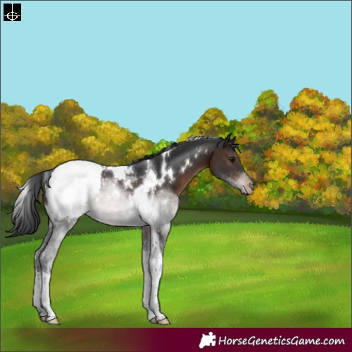 Horse Color:White Spotted Brown Tobiano Appaloosa Rabicano
