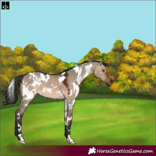 Horse Color:White Spotted Brown Dun 