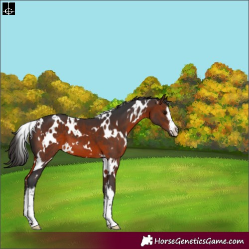 Horse Color:White Spotted Brown 