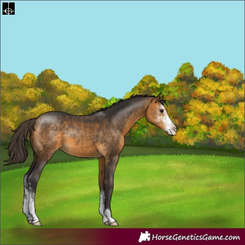 Horse Color:Buckskin Sabino