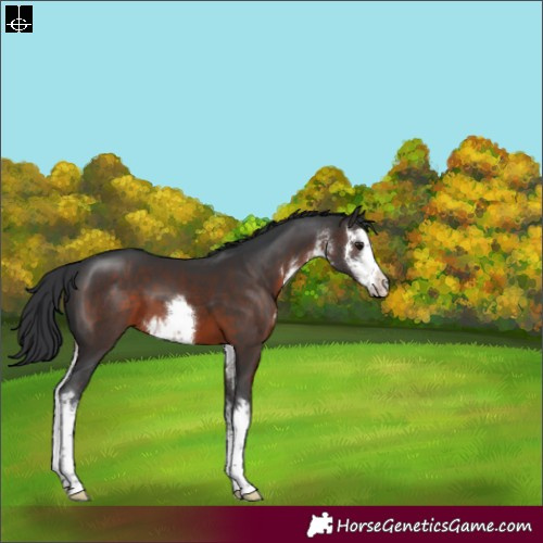 Horse Color:White Spotted Brown 