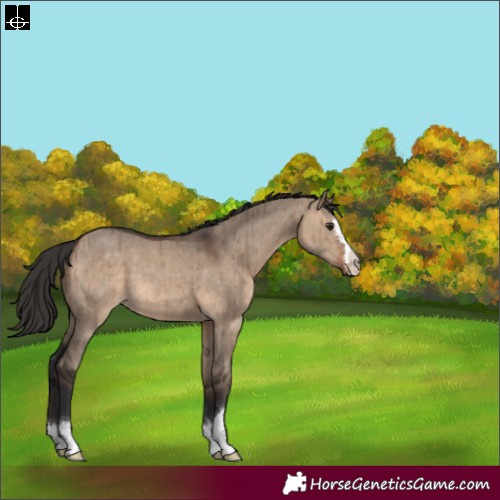 Horse Color:Brown Dun Brindle 