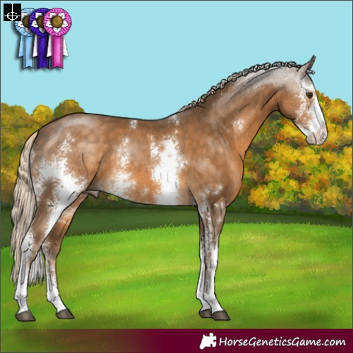 Horse Color:Chocolate Palomino Sabino 