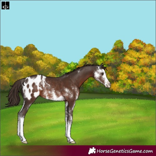 Horse Color:Liver Chestnut Sabino Appaloosa Rabicano 