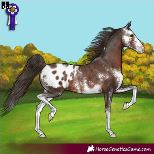 Horse Color:Liver Chestnut Sabino Appaloosa Rabicano 