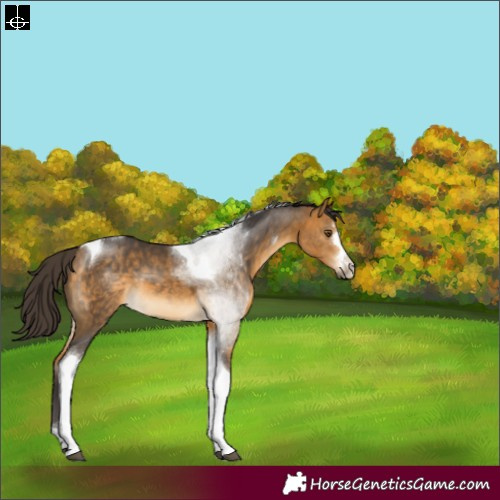 Horse Color:Buckskin Tobiano