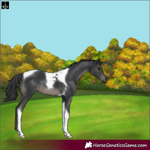 Horse Color:Black Tobiano