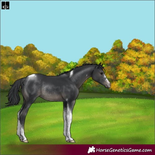 Horse Color:Black Tobiano Rabicano 