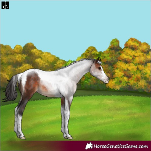 Horse Color:Brown Tobiano Rabicano 