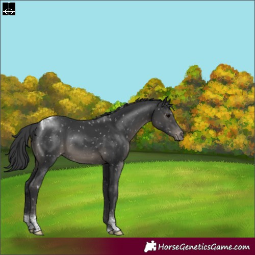 Horse Color:Black Tobiano Appaloosa 