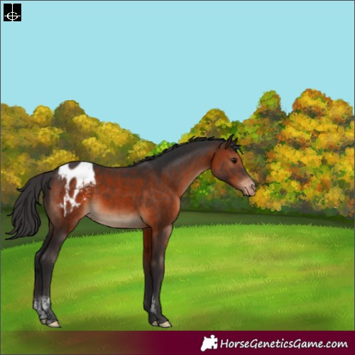 Horse Color:Brown Sabino Blanket Rabicano 