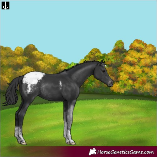Horse Color:Black Sabino Tobiano Appaloosa Rabicano 