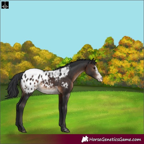 Horse Color:Brown Sabino Appaloosa Rabicano