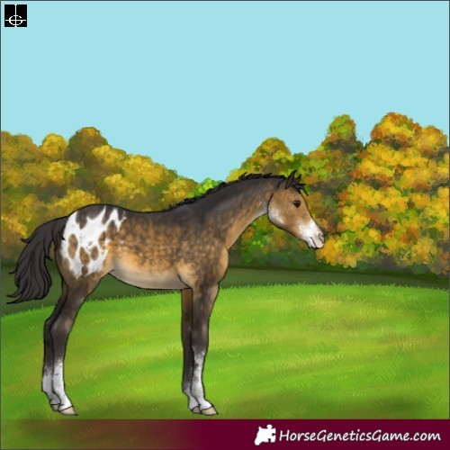 Horse Color:Buckskin Sabino Appaloosa 