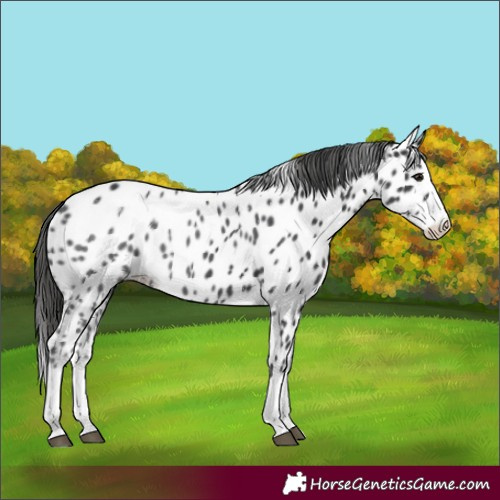 Horse Color:Black Splash Appaloosa 