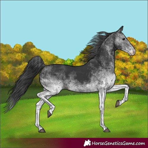 Horse Color:Unknown 