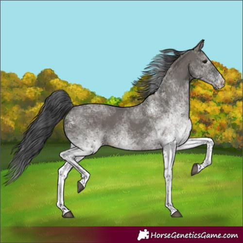 Horse Color:Unknown 