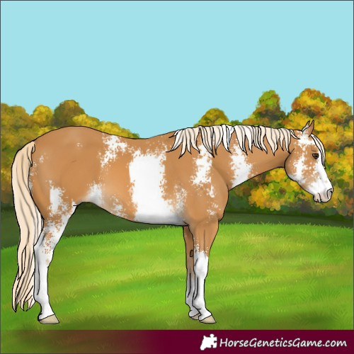 Horse Color:Palomino Sabino 