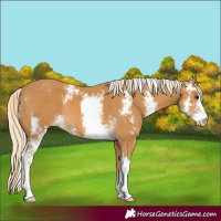 Horse Color:Palomino Sabino
