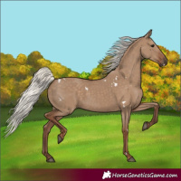 Horse Color:White Spotted Silver Grullo 