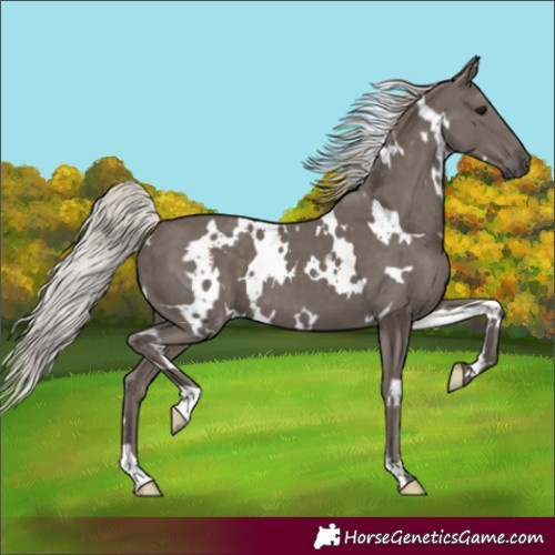 Horse Color:White Spotted Silver Black 