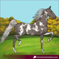 Horse Color:White Spotted Silver Black