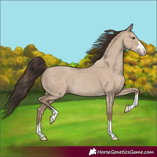 Horse Color:Classic Champagne Dun Rabicano 
